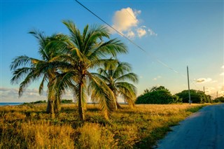 Кайманови