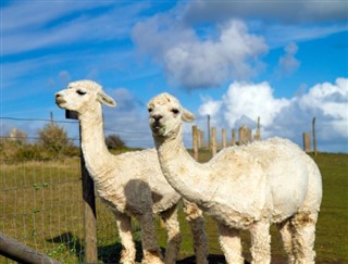 चिली
