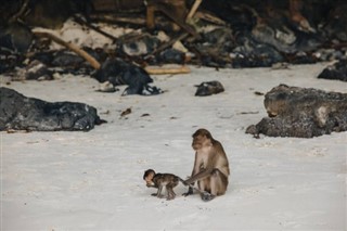 科科斯群島