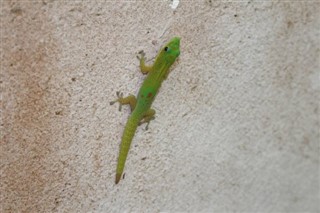 جزر