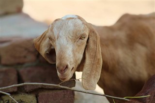 کوموروس