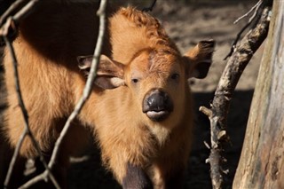 コンゴ民主共和国