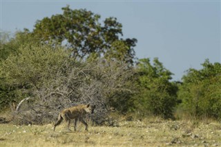 کانگو،