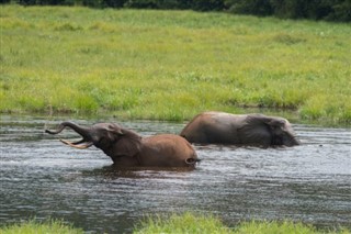 สาธารณรัฐประชาธิปไตยคองโกของ