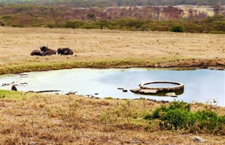 காங்கோ,