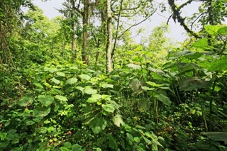 Kongó,