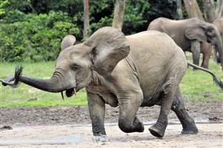 สาธารณรัฐประชาธิปไตยคองโกของ