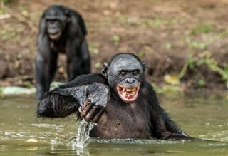 刚果民主共和国