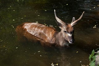 காங்கோ,