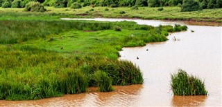 کانگو