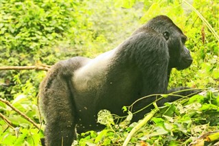 Kongói