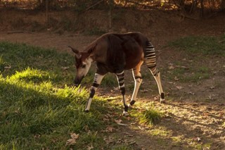 קונגו,