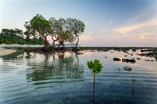 কোরাল