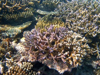 Coral