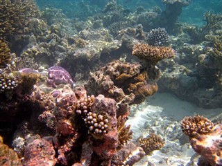 Coral