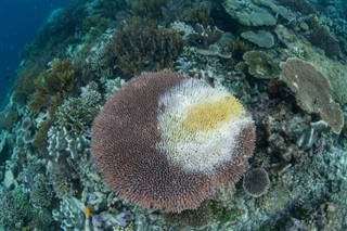 コーラル・シー諸島