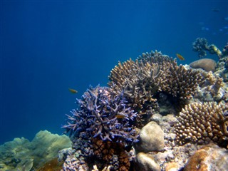 Koralų