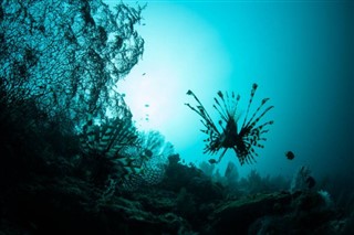 珊瑚海群島