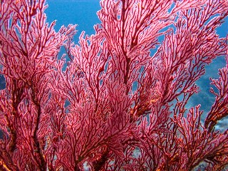 Coral