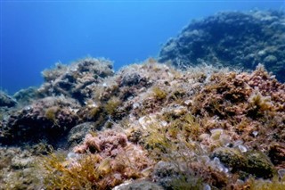 珊瑚海群島