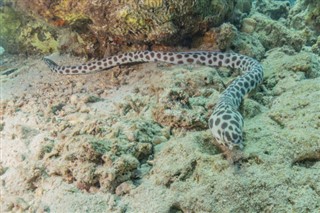 コーラル・シー諸島