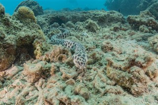 珊瑚海群島