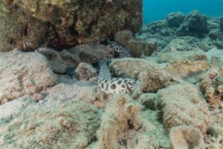 コーラル・シー諸島