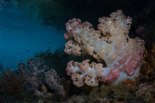 コーラル・シー諸島