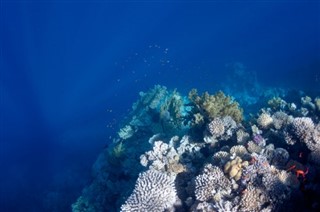 珊瑚海群島