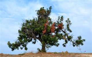 Kıbrıs