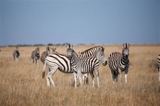 Djibouti