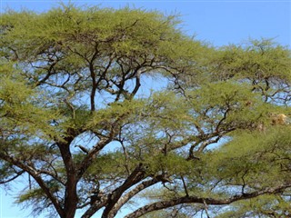 Djibouti