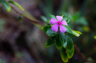 জিবুতি