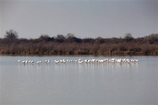 Djibouti