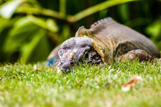 ডোমিনিকা