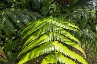 Dominica