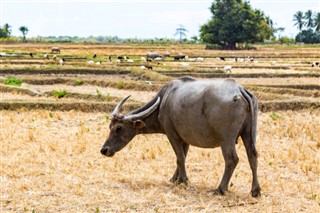 கிழக்கு