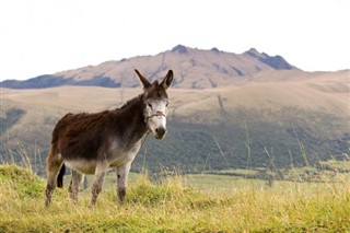 Ecuador