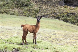 Ecuador