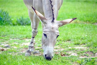 எரித்திரியா