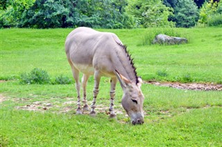 ইরিত্রিয়া