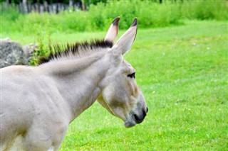 ইরিত্রিয়া