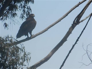 Eritreja