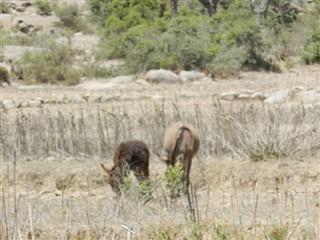 Eritreja