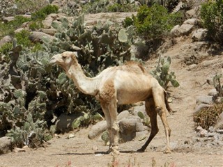 Eritrea