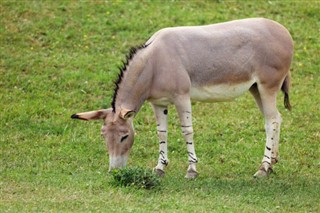 எரித்திரியா