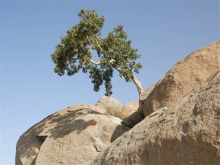 ইরিত্রিয়া