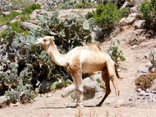 Eritrea