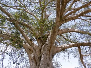 Eritreja