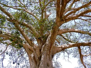 Eritrea